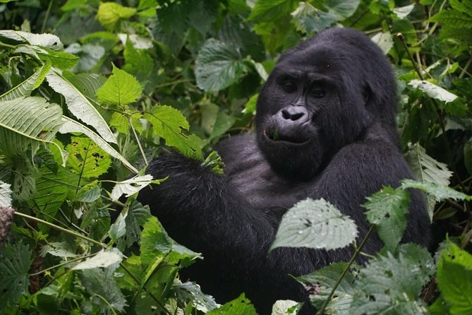 2 Days Gorilla Trekking Uganda - Key Things I’d Remember Before You Go