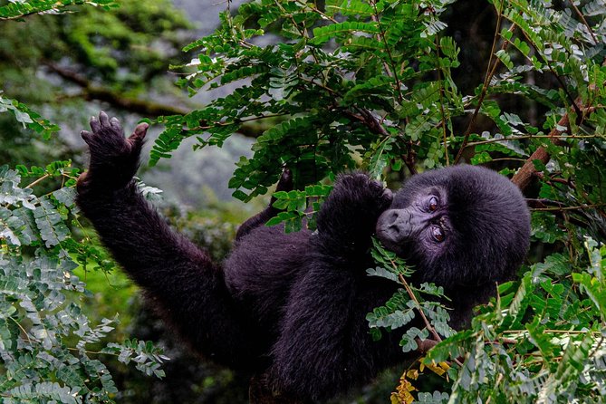 2 Days Gorilla Trekking Uganda - Transfers and Pickup: The Part You Feel First in Kigali