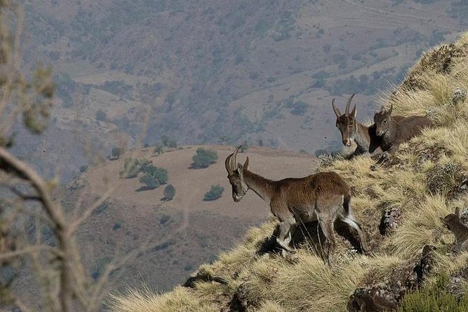 2 Days Simien Mountains Trekking - Simien Mountains: why this trek feels like you’re walking on the edge