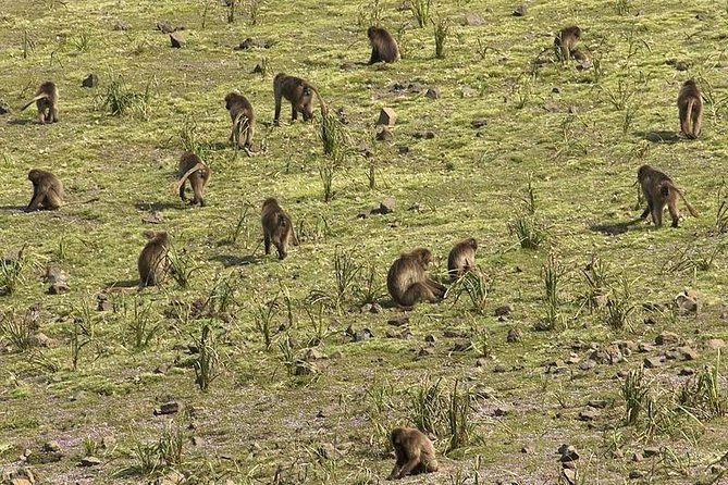2 Days Simien Mountains Trekking - Meals, mules, and the inclusions that matter in real life