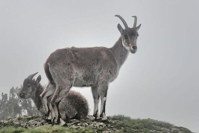 2 Days Simien Mountains Trekking - Guide and scout support: what you’re really paying for