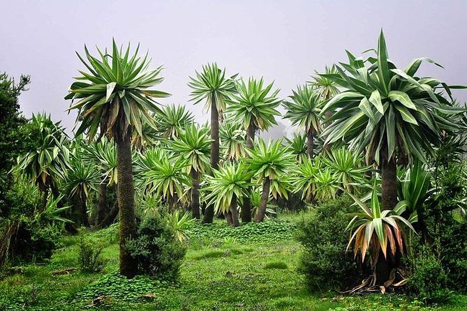 2 Days Simien Mountains Trekking - Who this 2-day Simien trek suits best (and who should think twice)