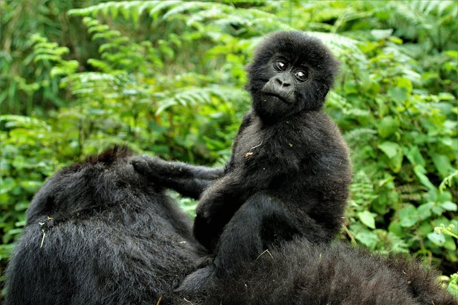 2 days Uganda Gorilla trekking - Key Highlights at a Glance