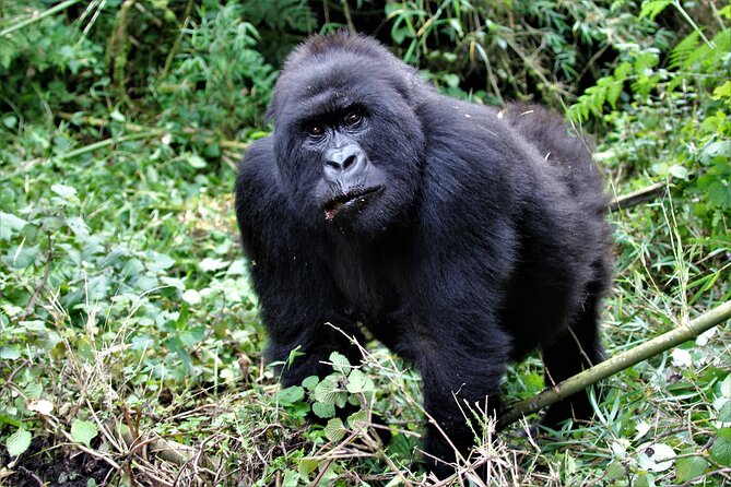 2 days Uganda Gorilla trekking - Meals, Lodging, and Private Transport: The Stuff That Makes It Feel Easy