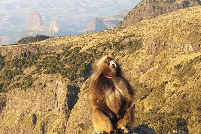 2 Nights 3 Days Trek to Semien Mountain - Quick hits before you go