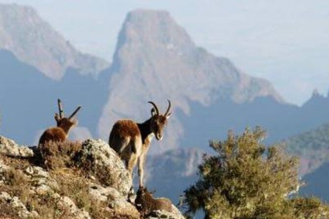 2 Nights 3 Days Trek to Semien Mountain - Simien Mountains National Park: Why This Trek Works in 3 Days