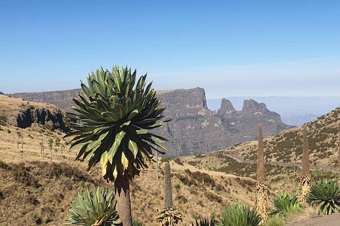 2 Nights 3 Days Trek to Semien Mountain - Imet Gogo Promontory on Day 3: Where Lammergeiers Meet Big Views