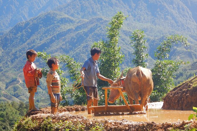 2D1N Buffalo trek by Hmong Sister House and Trekking - The overnight stay: buffalo house life and family rhythms