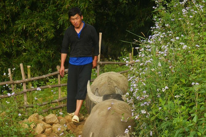 2D1N Buffalo trek by Hmong Sister House and Trekking - What’s included in the $110 value (and what to plan for)