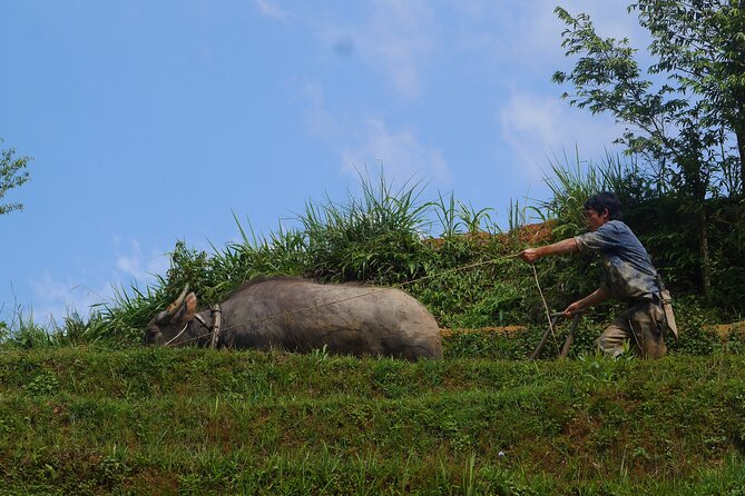 2D1N Buffalo trek by Hmong Sister House and Trekking - Meeting point timing and how to avoid first-day stress