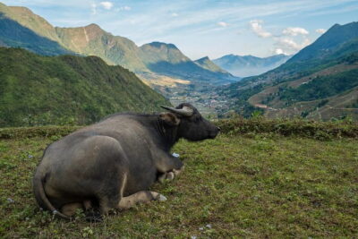 3 Day 2 Night Trek - Day 1: Y Linh Ho, Muong Hoa Stream, Lao Chải, and a Ta Van homestay
