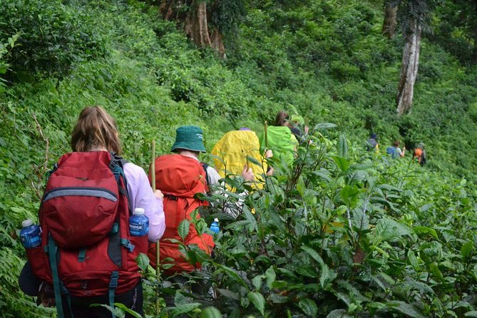3-Day Chiang Dao Mountain Trek - Day 2: Jungle Trails, Mountain Ridges, and Plant Lessons That Aren’t Staged