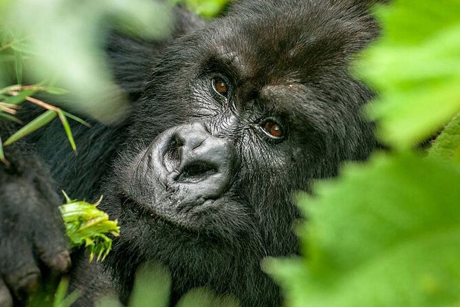 3-Day Climax Guided Gorilla Trekking Mist and Batwa Safari - From Entebbe to Bwindi: the drive that sets the tone