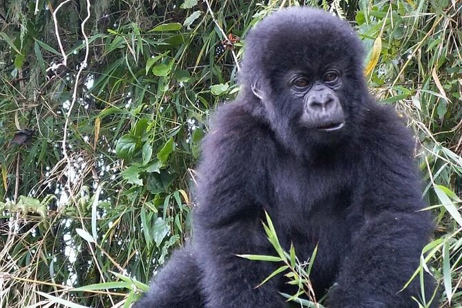 3-Day Climax Guided Gorilla Trekking Mist and Batwa Safari - Gorilla trekking in Bwindi: how to think about the walk