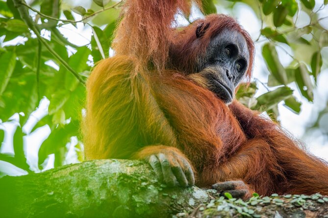 3-Day Ethical Orangutan Jungle Trek | Bukit Lawang, Sumatra - Key Highlights You Should Know