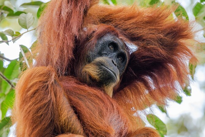 3-Day Ethical Orangutan Jungle Trek | Bukit Lawang, Sumatra - Bukit Lawang to Gunung Leuser: What This Trek Really Is