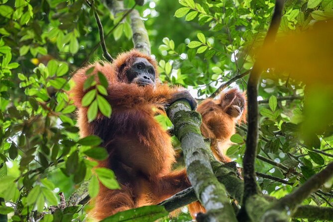 3-Day Ethical Orangutan Jungle Trek | Bukit Lawang, Sumatra - Final Day: The River Tubing Return