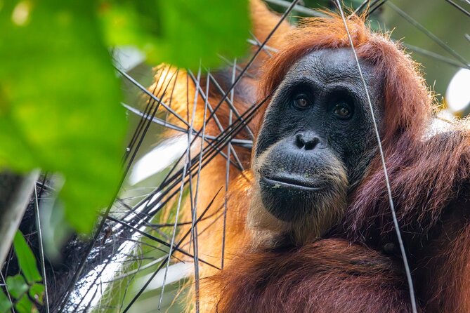3-Day Ethical Orangutan Jungle Trek | Bukit Lawang, Sumatra - Price, What You Get, and What You Should Budget Extra