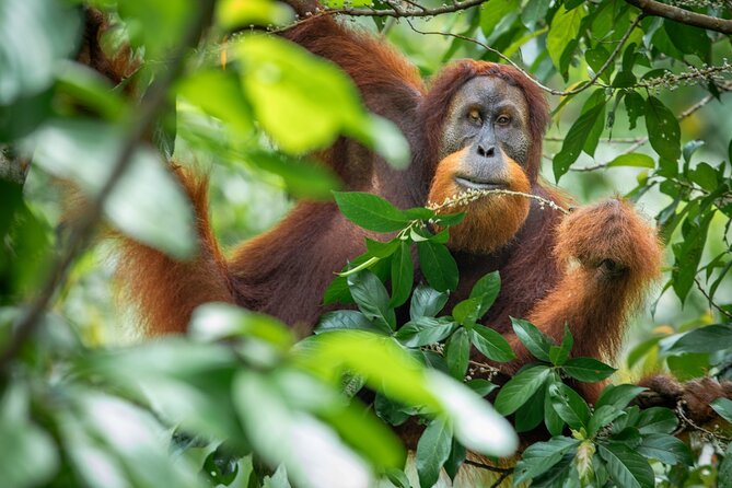 3-Day Ethical Orangutan Jungle Trek | Bukit Lawang, Sumatra - Day 1: Settling Into the Park and Getting Your Bearings