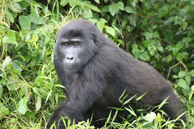 3 Day Gorilla Trek at Bwindi National Park via Kigali - How a Kigali-to-Bwindi trek actually works