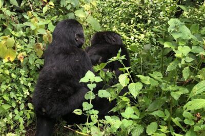 3 Day Gorilla Trek at Bwindi National Park via Kigali - Day 1 in motion: Kigali pickup, Musanze stop, and the Bwindi arrival