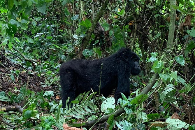 3 Day Gorilla Trek at Bwindi National Park via Kigali - Price and value: what $1,940 covers (and why that’s worth thinking about)