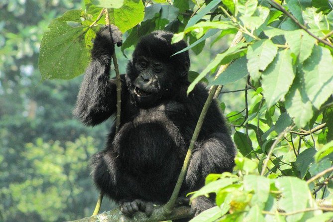 3-Day Gorilla Trekking Budget Safari in Uganda - Fast Uganda circuit: Entebbe to Bwindi without the headache