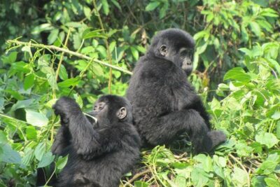 3-Day Gorilla Trekking Budget Safari in Uganda - Day 2 Bwindi trek day: briefing, family assignment, and the pace reality