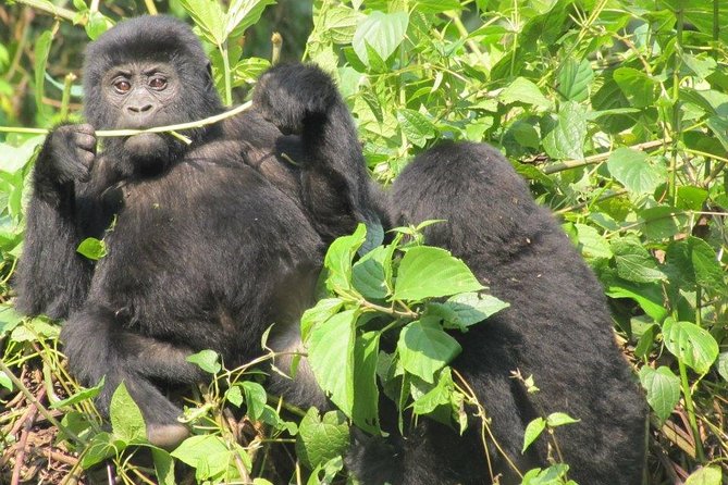 3-Day Gorilla Trekking Budget Safari in Uganda - Price and value: what $1,822 per person really covers