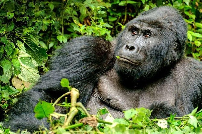 3-Day Gorilla Trekking Bunyonyi Mist Relaxation Safari - The Entebbe to Bwindi drive: long, scenic, and strategically scheduled