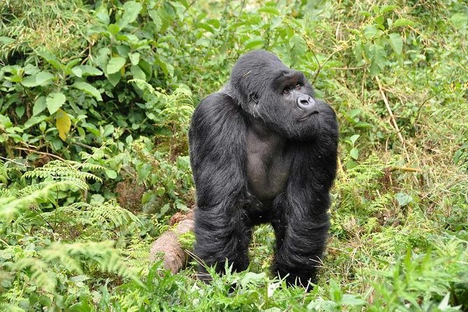 3-Day Gorilla Trekking Bunyonyi Mist Relaxation Safari - After the trek: returning to lodge time and transitioning toward Lake Bunyonyi