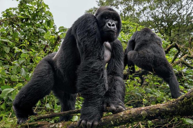 3-Day Gorilla Trekking Bunyonyi Mist Relaxation Safari - Price and value: what $2,350 is really buying you