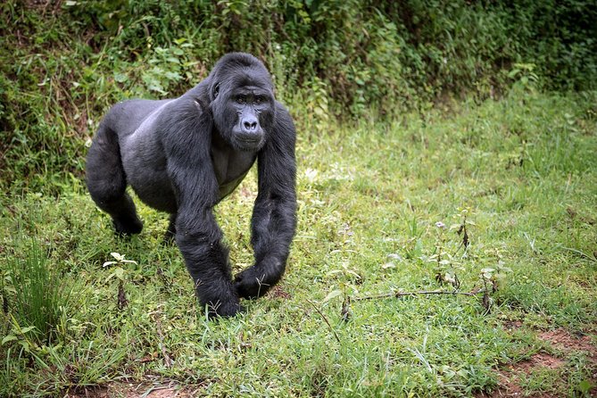3-Day Gorilla Trekking Bunyonyi Mist Relaxation Safari - What a private tour actually changes for you