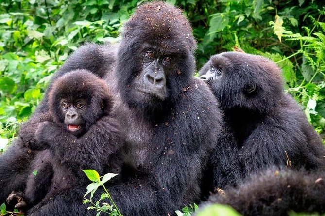 3-Day Gorilla Trekking Bunyonyi Mist Relaxation Safari - Gorilla Day 2 in Bwindi: briefing, tracking, then the one-hour encounter
