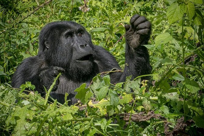 3-Day Gorilla Trekking safari in Bwindi Impenetrable Forest - Lake Bunyonyi time: where you recover after the trek