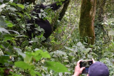 3-Day Gorilla Trekking safari in Bwindi Impenetrable Forest - Day 2: The gorilla hour—ranger briefing, dense forest, and finding your group