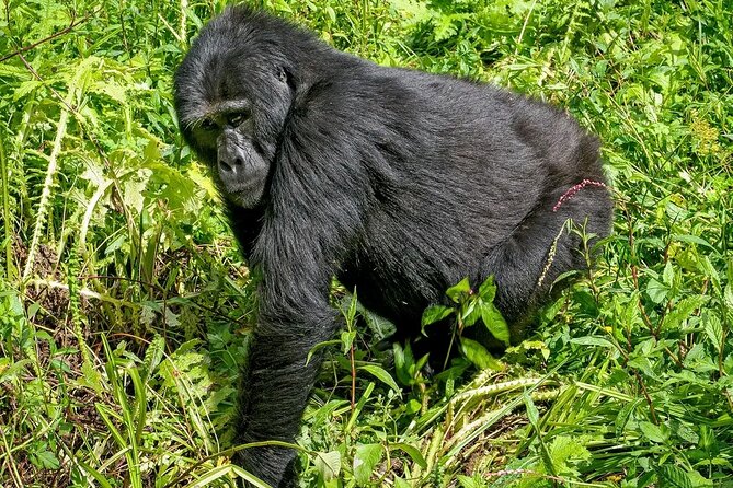 3-Day Gorilla Trekking safari in Bwindi Impenetrable Forest - Price and value: is $1,900 per person fair for this much planning?