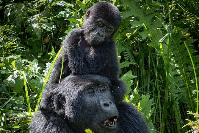 3-Day Gorilla Trekking safari in Bwindi Impenetrable Forest - What you get (and what you don’t): meals, tickets, and transport basics