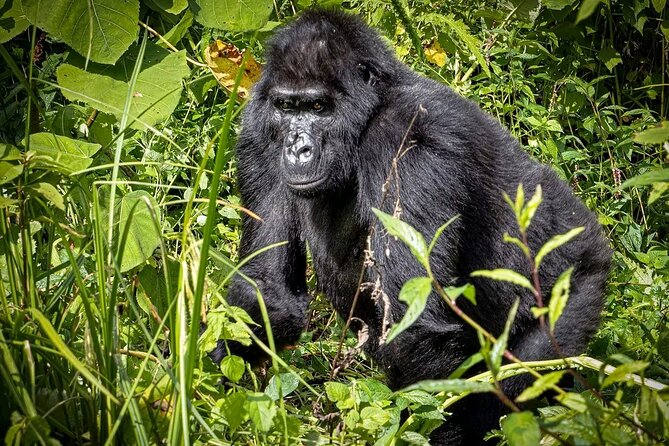 3-Day Gorilla Trekking safari in Bwindi Impenetrable Forest - Who should book this 3-day Bwindi gorilla trek?