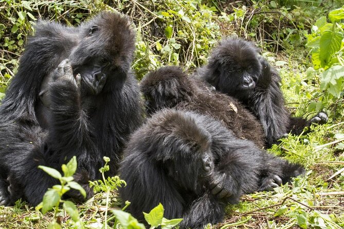 3-Day Gorillas trekking and Batwa Experience - Key Things I Think You’ll Notice Fast
