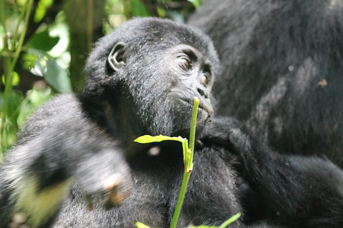 3-Day Gorillas trekking and Batwa Experience - Day 1: The Long Drive to Bwindi, Plus an Equator Photo Stop