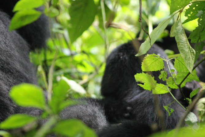 3-Day Gorillas trekking and Batwa Experience - Day 3: Kampala Return and One More Uganda Day