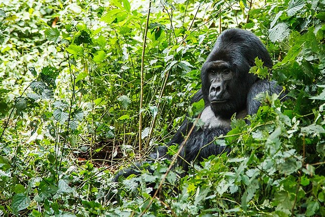 3-Day Gorillas trekking and Batwa Experience - Who This 3-Day Gorillas Trek (and Batwa-Style Experience) Suits Best