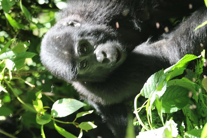 3-Day Gorillas trekking and Batwa Experience - Should You Book This 3-Day Gorillas Trekking and Batwa Experience?