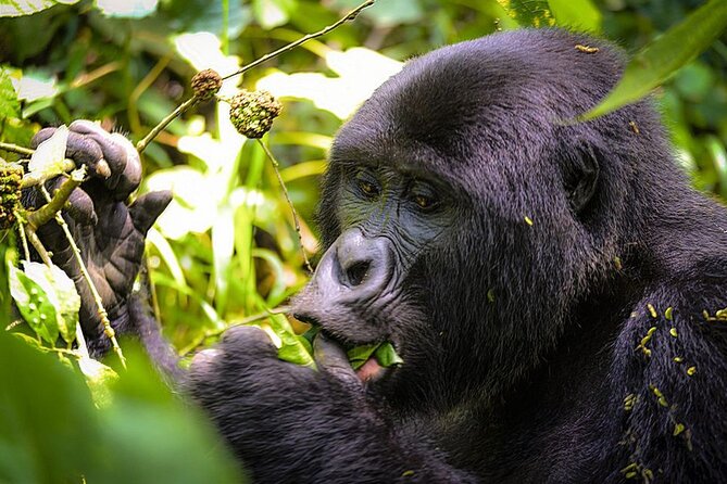 3-Day Gorillas trekking and Batwa Experience - Day 2: Early Breakfast and Gorilla Trekking in Bwindi Impenetrable Forest