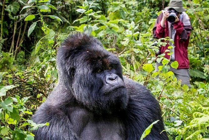 3-Day Private Guided Gorilla Trekking In Uganda - Key Things I’d Block Out in Your Calendar