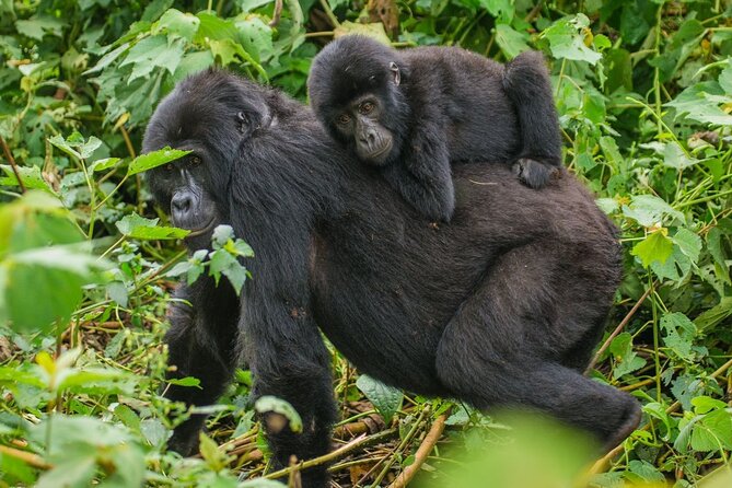 3-Day Private Guided Gorilla Trekking In Uganda - The 7:30am Briefing: Where Your Day Gets Real