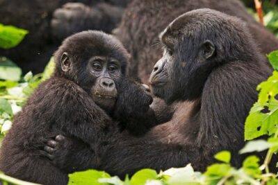 3-Day Private Guided Gorilla Trekking In Uganda - Kampala or Kigali Start: The Drive Time Choice You’ll Feel