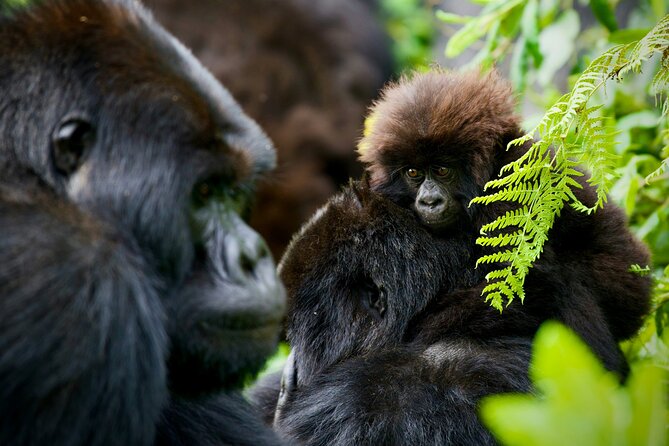3-Day Private Guided Gorilla Trekking In Uganda - Choosing a Gorilla Group: Getting Matched to Your Ability