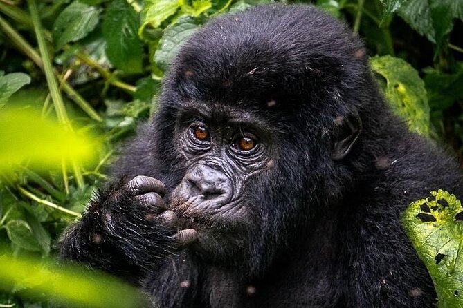 3-Day Private Guided Gorilla Trekking In Uganda - Batwa Cultural Heritage: Meaning After the Trek